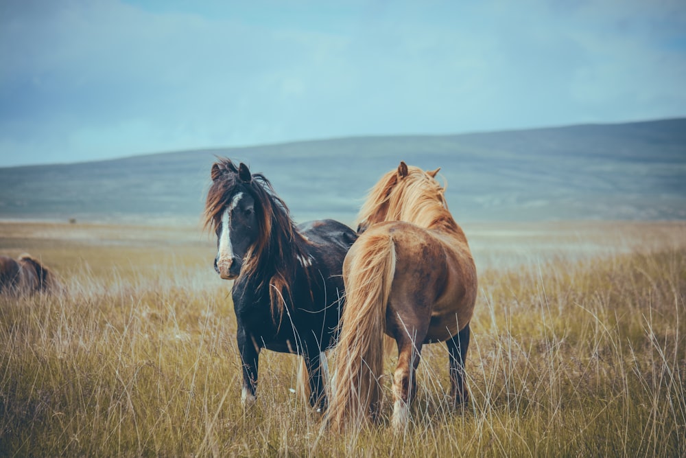 a couple of horses standing on top of a grass covered field