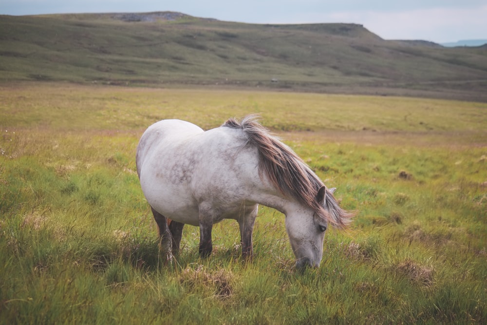 Ein weißes Pferd, das auf einem üppig grünen Feld grast