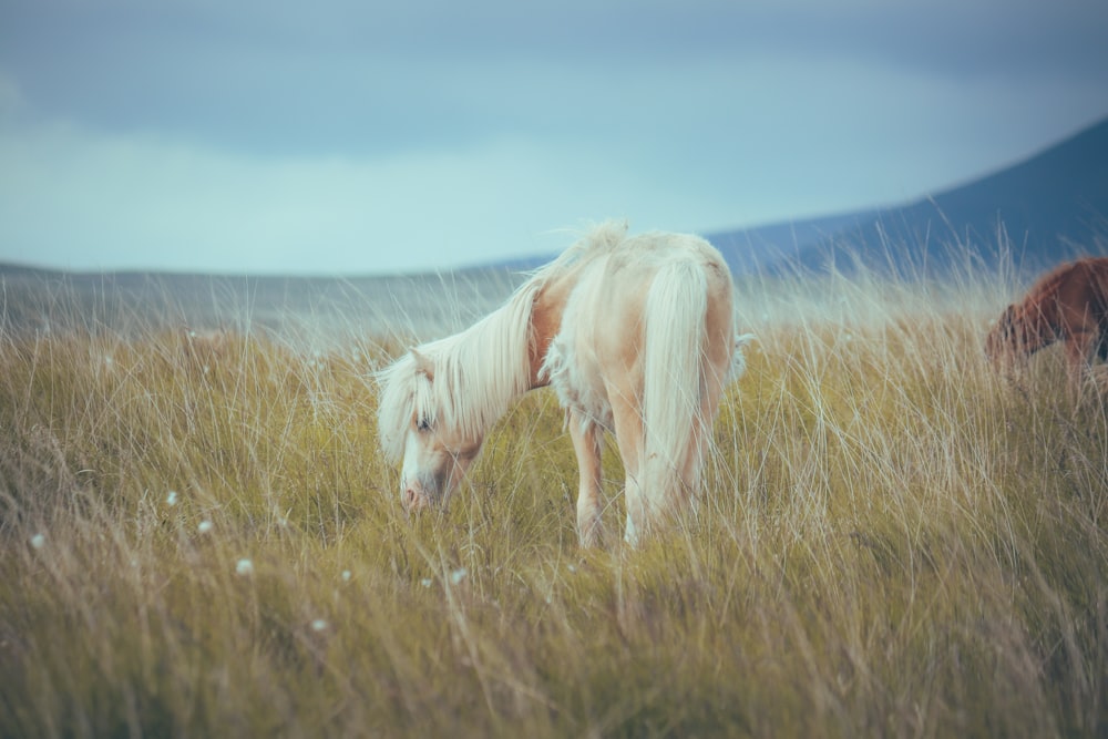 two horses grazing in a field of tall grass