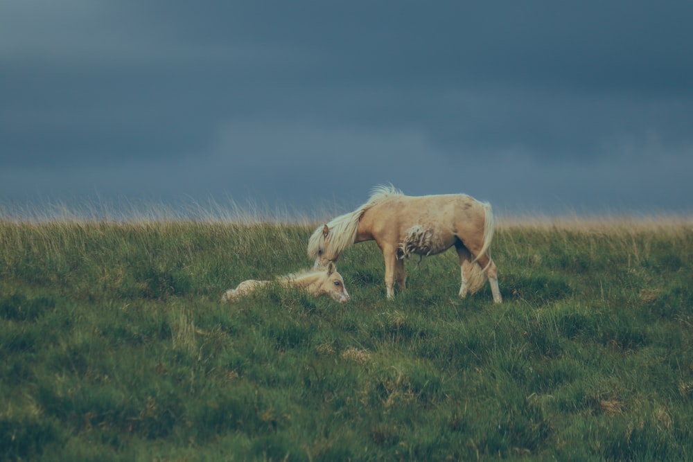 a horse and her foal grazing in a field