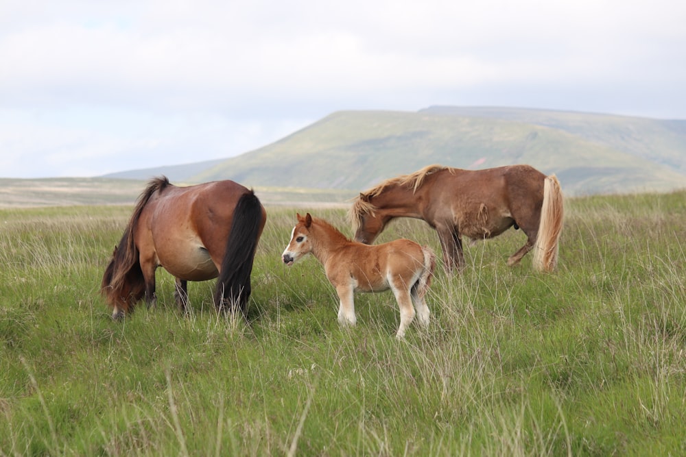 two horses and a baby horse in a field