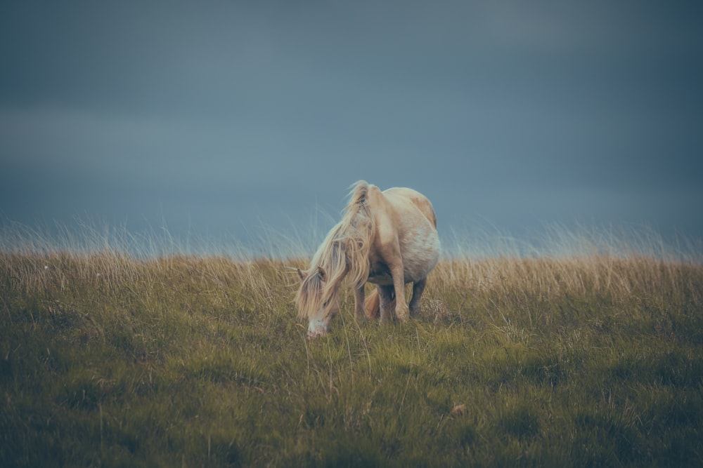 ein weißes Pferd, das auf einem grasbewachsenen Feld grast