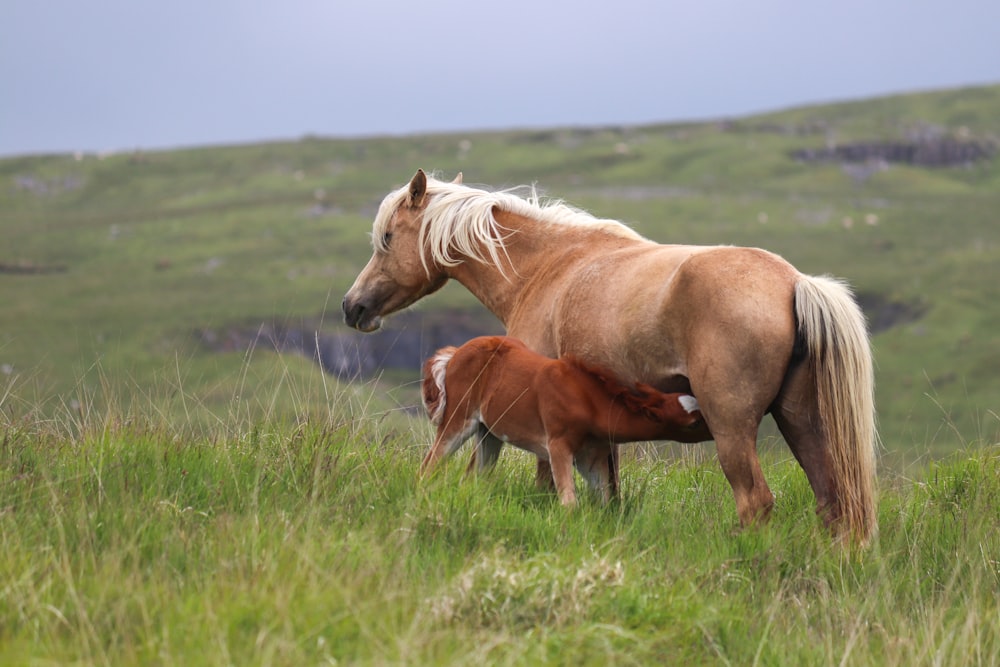 Un caballo y un potro parados en un campo