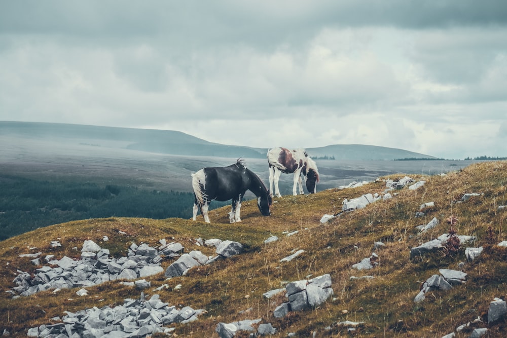 a couple of cows standing on top of a grass covered hillside