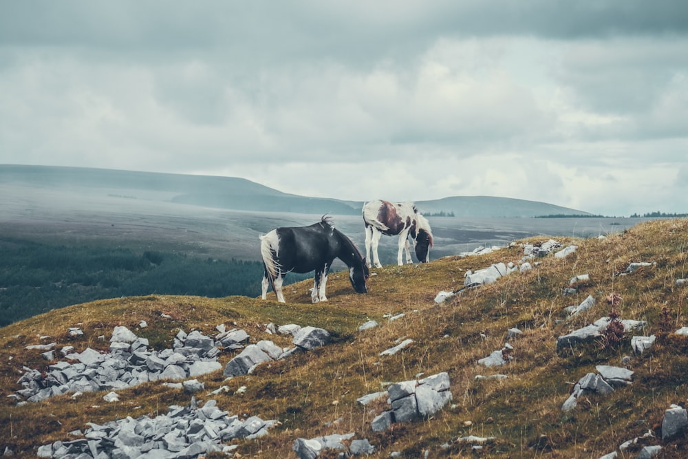 Un par de vacas de pie en la cima de una ladera cubierta de hierba