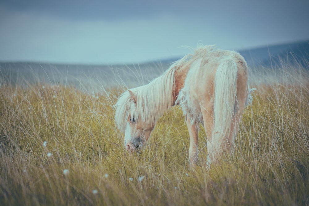 a white horse grazing in a field of tall grass