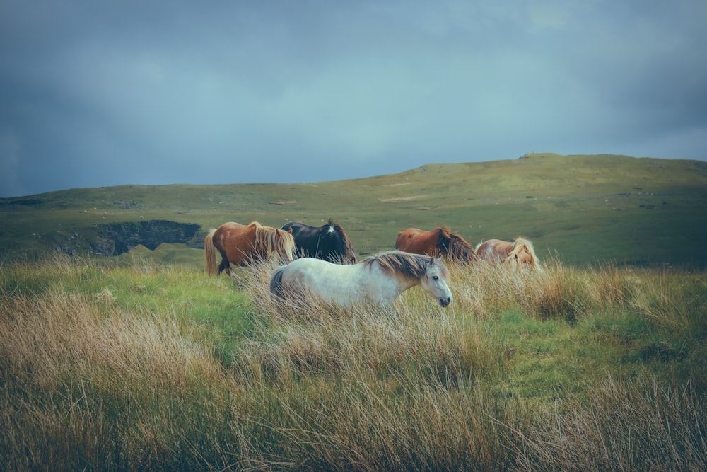 a group of horses standing on top of a grass covered field