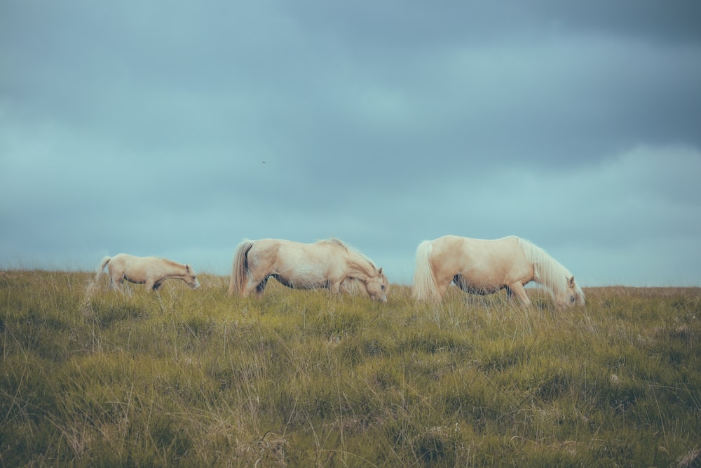 a group of horses grazing on a lush green field