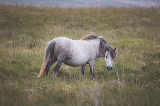 A gentle gray mare grazing peacefully in a lush green pasture surrounded by rolling hills.