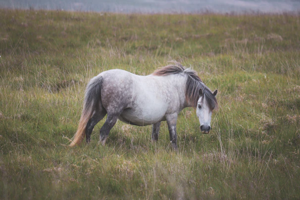 A gentle gray mare grazing peacefully in a lush green pasture surrounded by rolling hills.