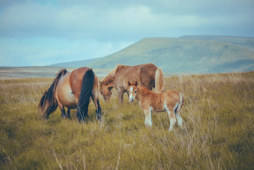 a couple of horses standing on top of a grass covered field