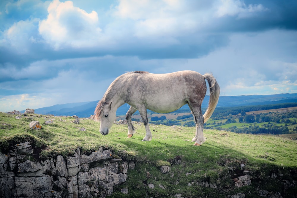 Un caballo está pastando en una colina cubierta de hierba