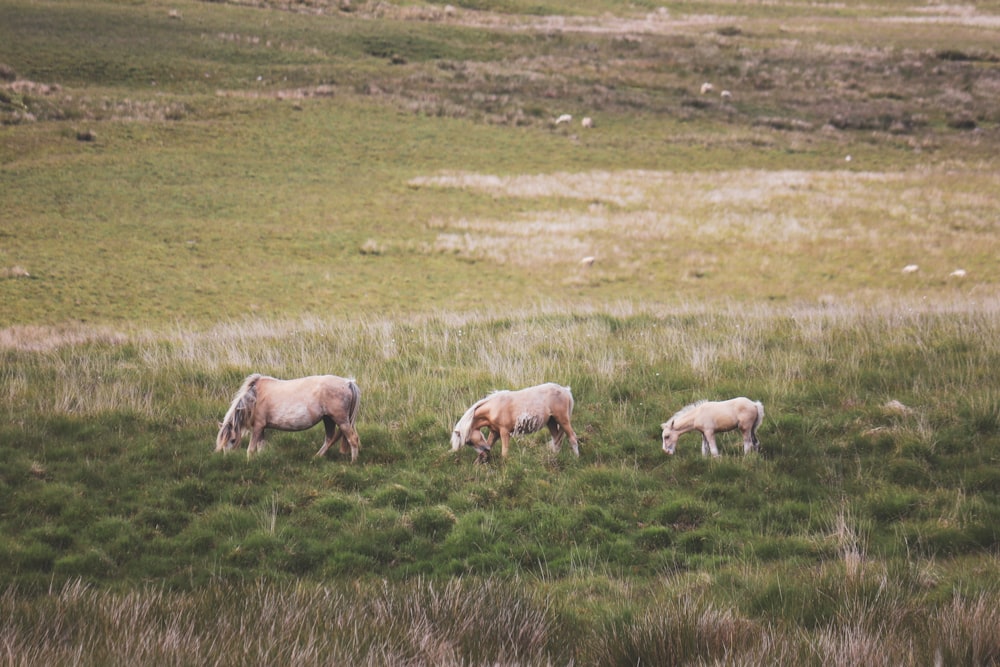 a group of horses grazing on a lush green field