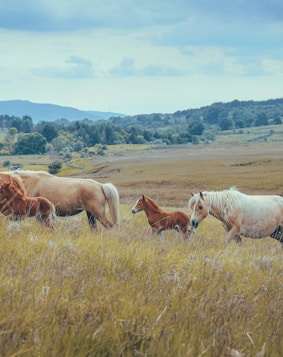 a herd of horses standing on top of a grass covered field