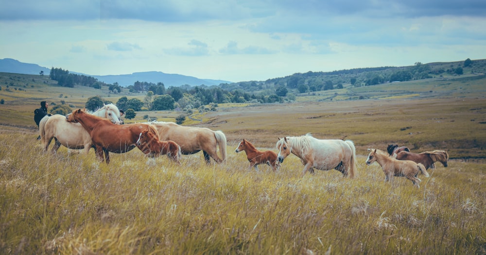 a herd of horses standing on top of a grass covered field