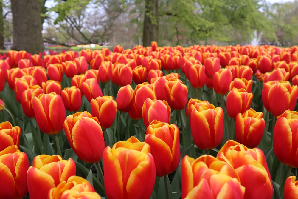 a field of red and yellow tulips with trees in the background