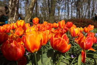 Tourists capturing the vibrant colors of tulip gardens in full bloom under a clear sky.