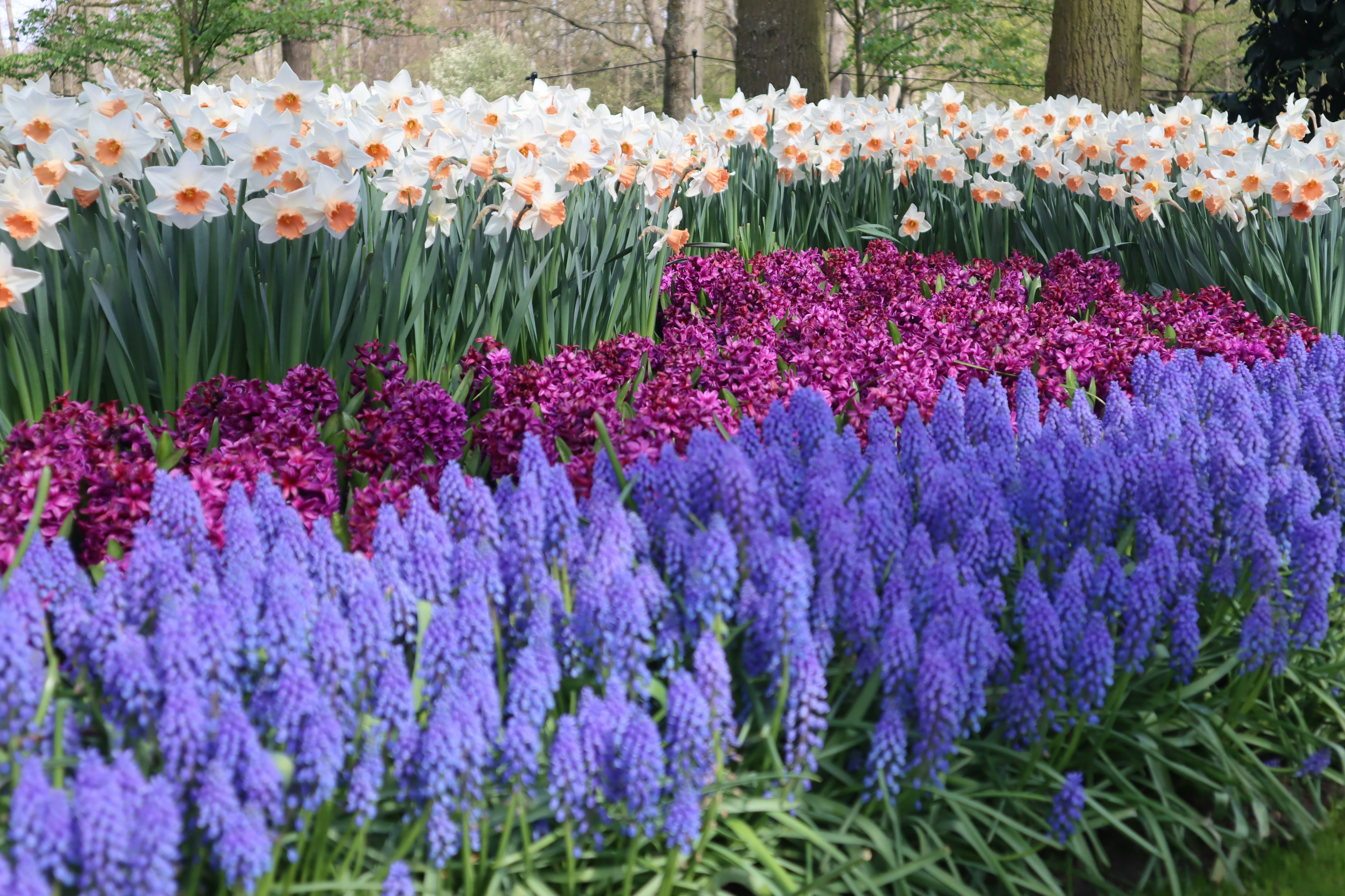 a garden filled with lots of purple and white flowers