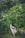 A person dressed in a flowing white dress gracefully leaps in mid-air amidst a lush green garden setting filled with tall trees and dense foliage.