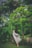 A person dressed in a flowing white dress gracefully leaps in mid-air amidst a lush green garden setting filled with tall trees and dense foliage.