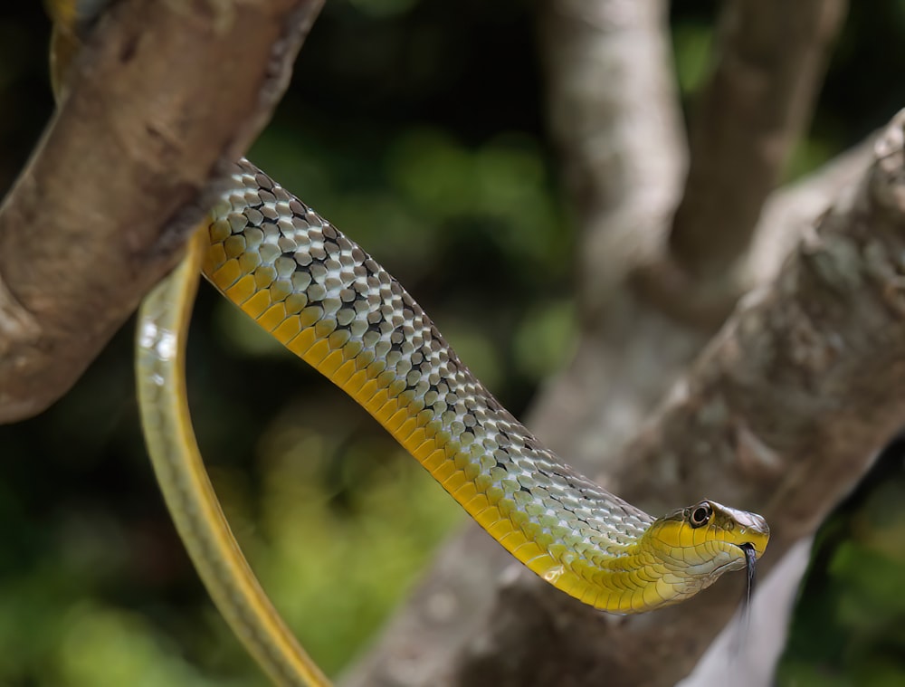 a yellow snake hanging from a tree branch