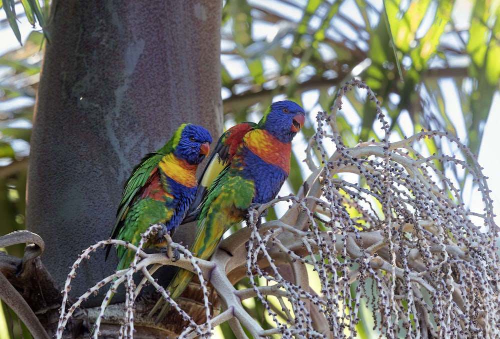 two colorful birds perched on a tree branch