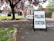 A sidewalk with a sign reading 'Polling Station' is positioned prominently in the foreground. The scene includes a large tree with pink blossoms, scattering petals over the grass and pavement. In the background, residential brick houses and a white car are visible.