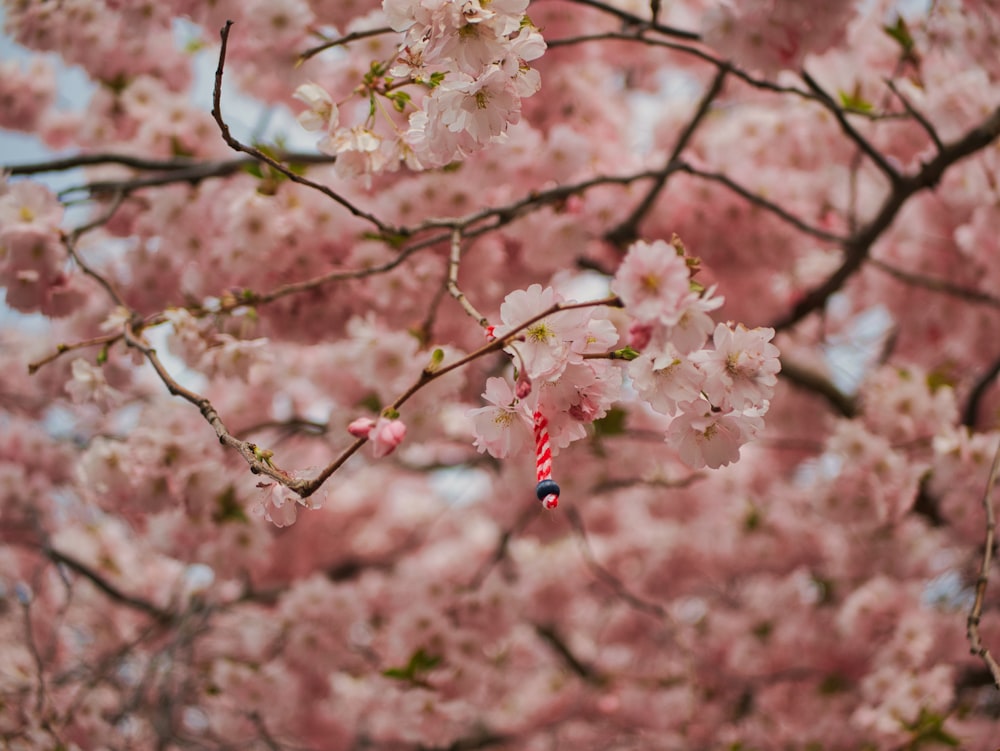 a cherry blossom tree with a red and white umbrella hanging from it's branch
