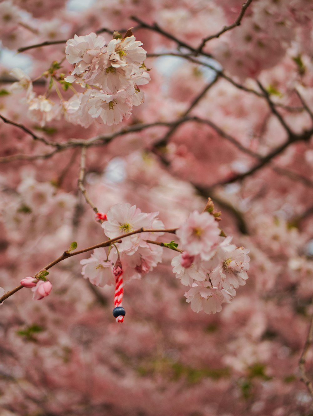 a candy cane hanging from a cherry blossom tree