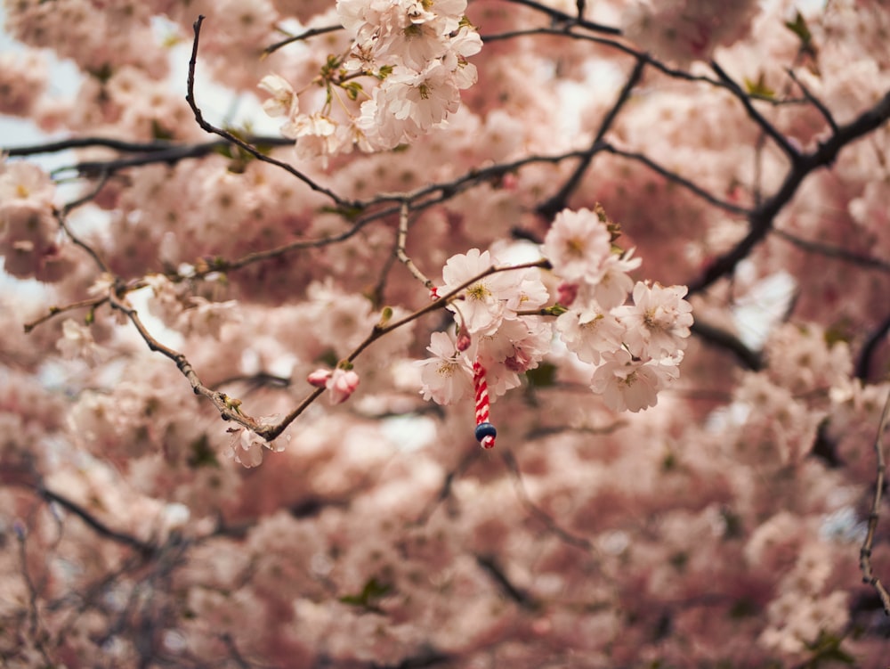 a cherry blossom tree with a red and white bead hanging from it's