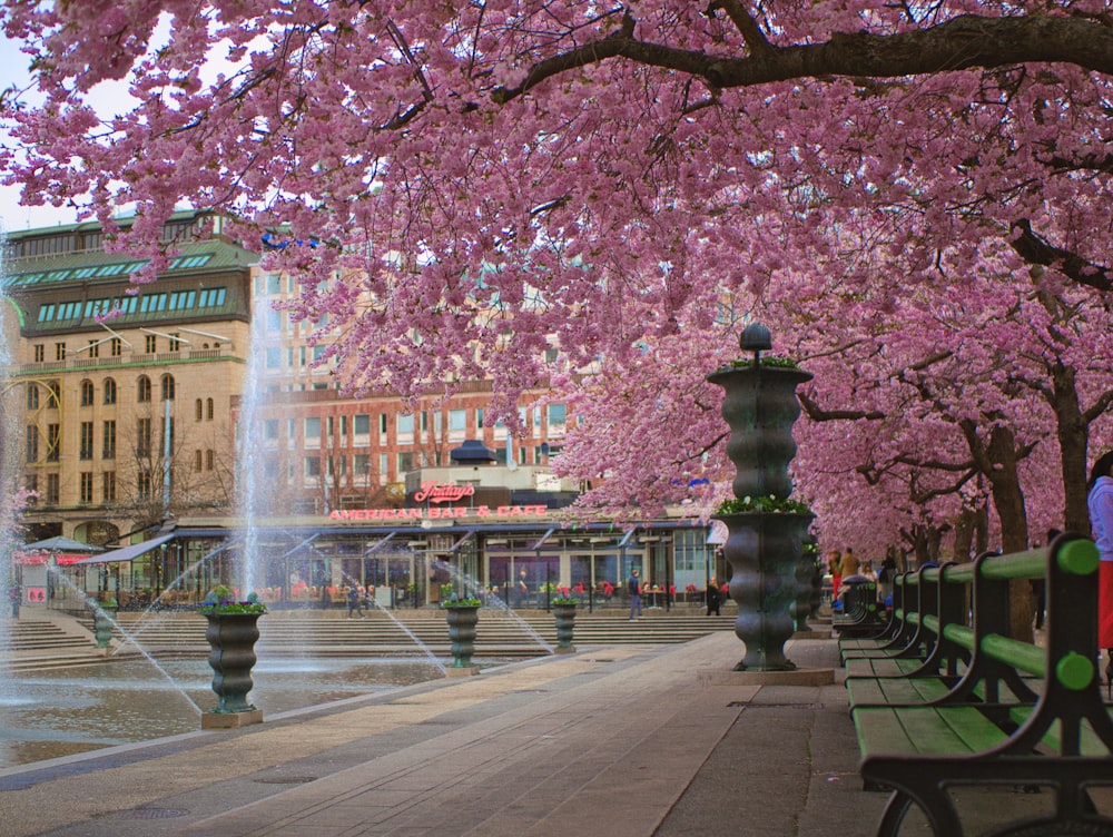 a couple of benches sitting under a tree filled with pink flowers