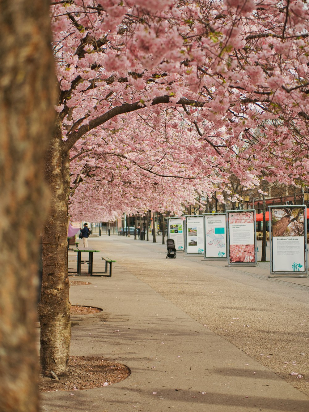a street lined with trees with pink flowers