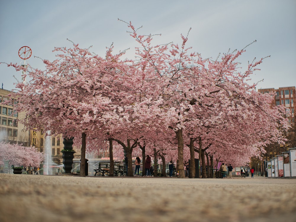 a group of trees with pink flowers in a park