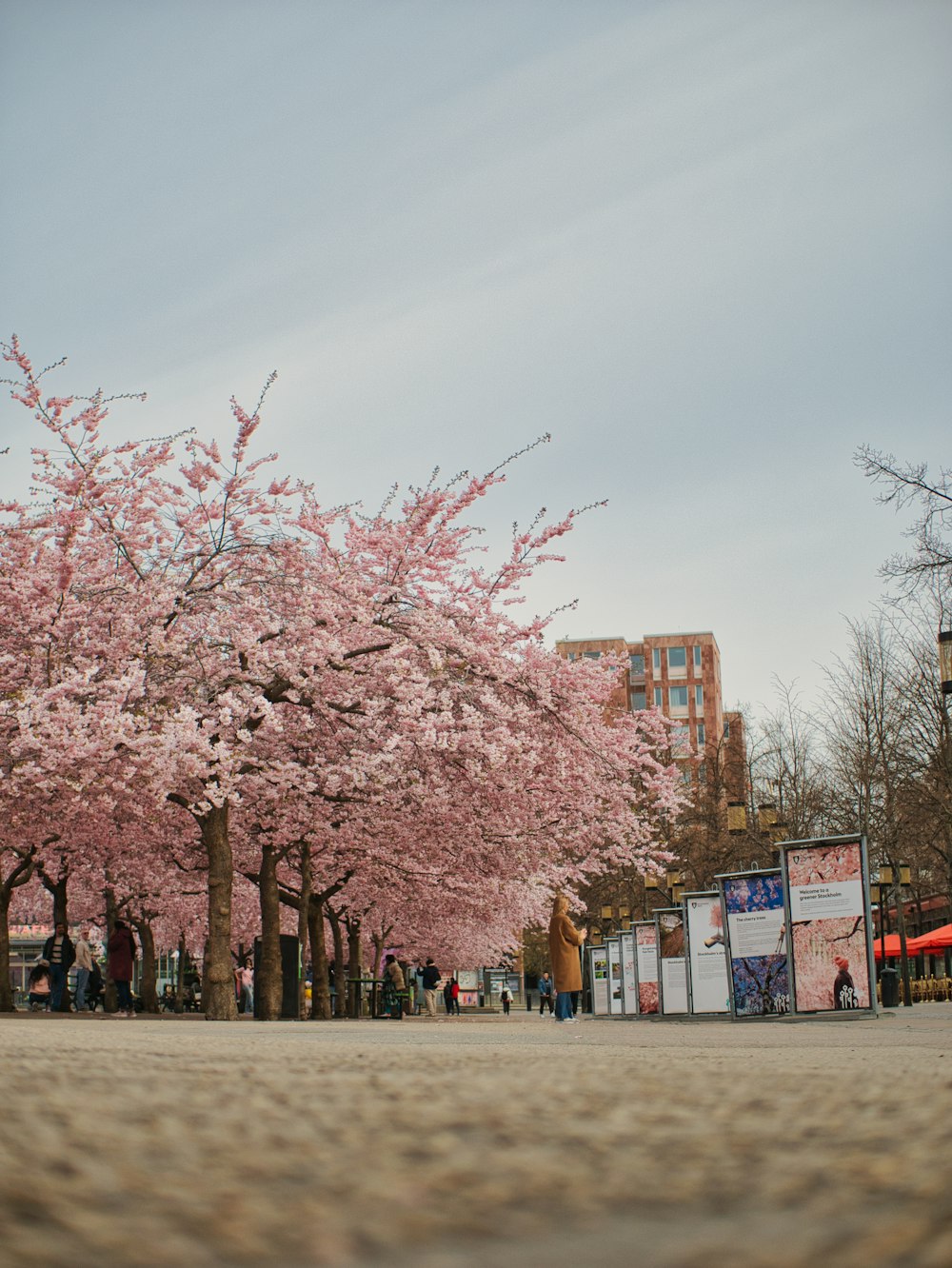 a group of trees with pink flowers in a park