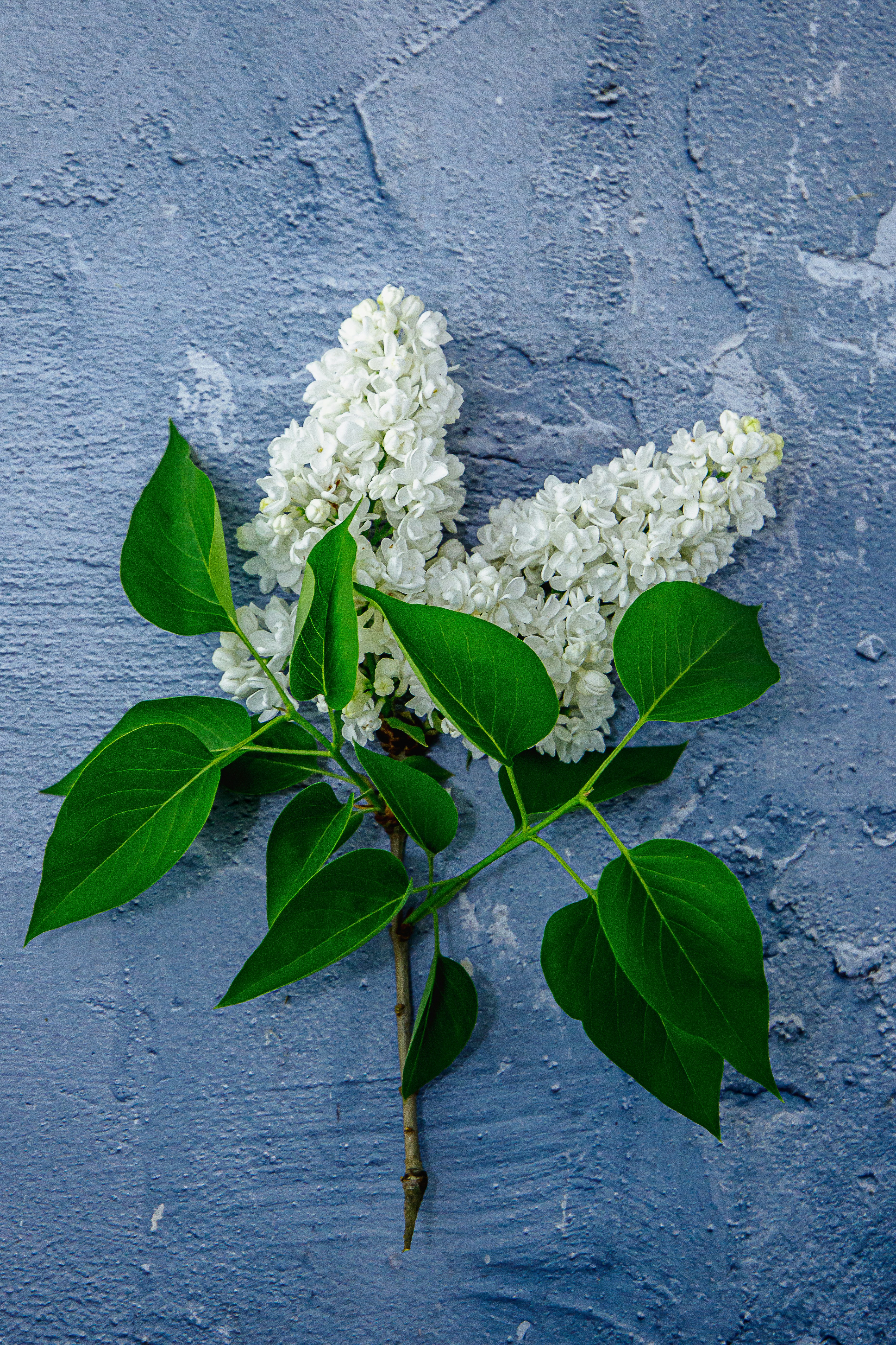 Ein Strauß weißer Blumen, die auf einer blauen Wand sitzen