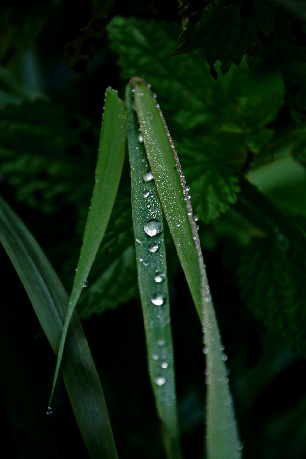 a close up of a leaf with water droplets on it