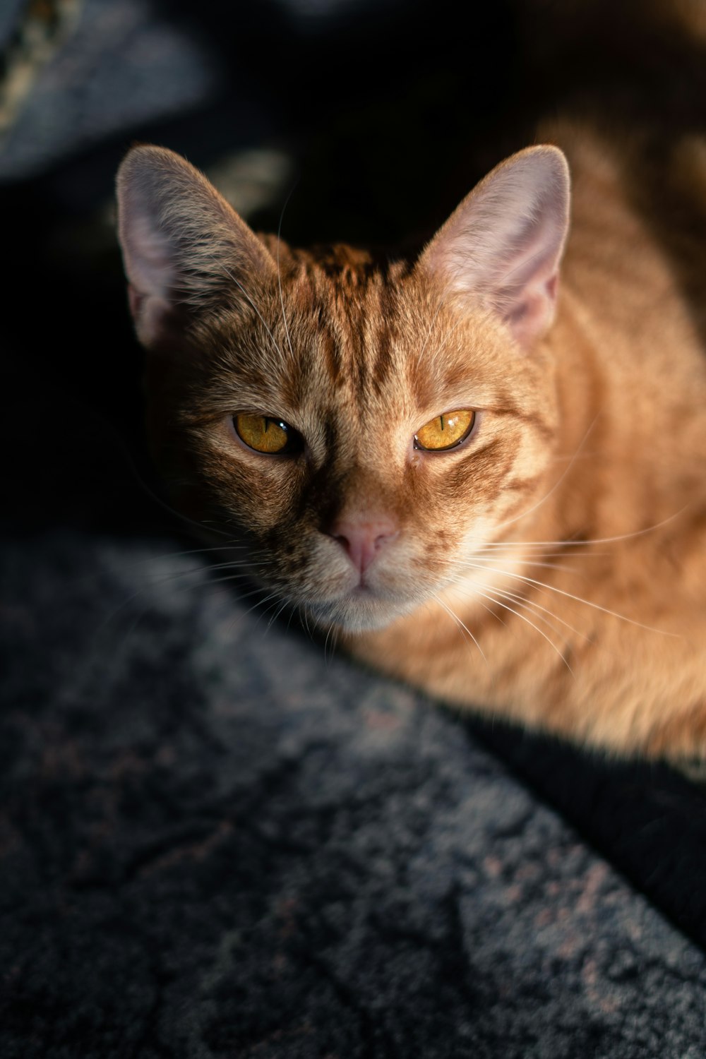 a close up of a cat laying on the ground