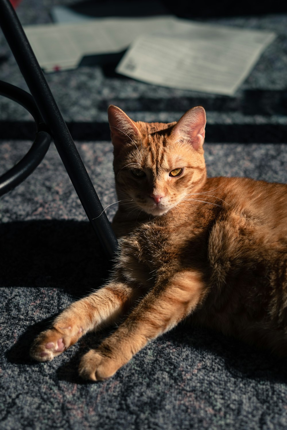 a cat laying on the ground next to a chair