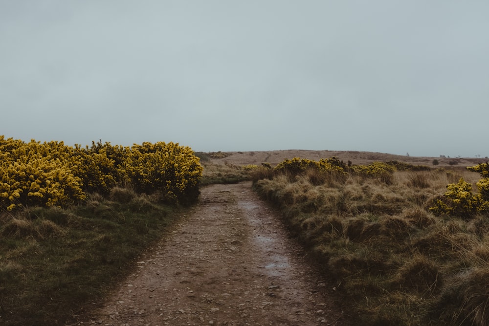 a dirt path in the middle of a field