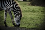 A zebra is grazing on green grass in a natural setting. The zebra's black and white stripes are prominent and its head is bent down as it eats from the ground. The background includes a blurred view of grassland and trees, suggesting an open environment.