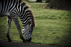 A zebra is grazing on green grass in a natural setting. The zebra's black and white stripes are prominent and its head is bent down as it eats from the ground. The background includes a blurred view of grassland and trees, suggesting an open environment.