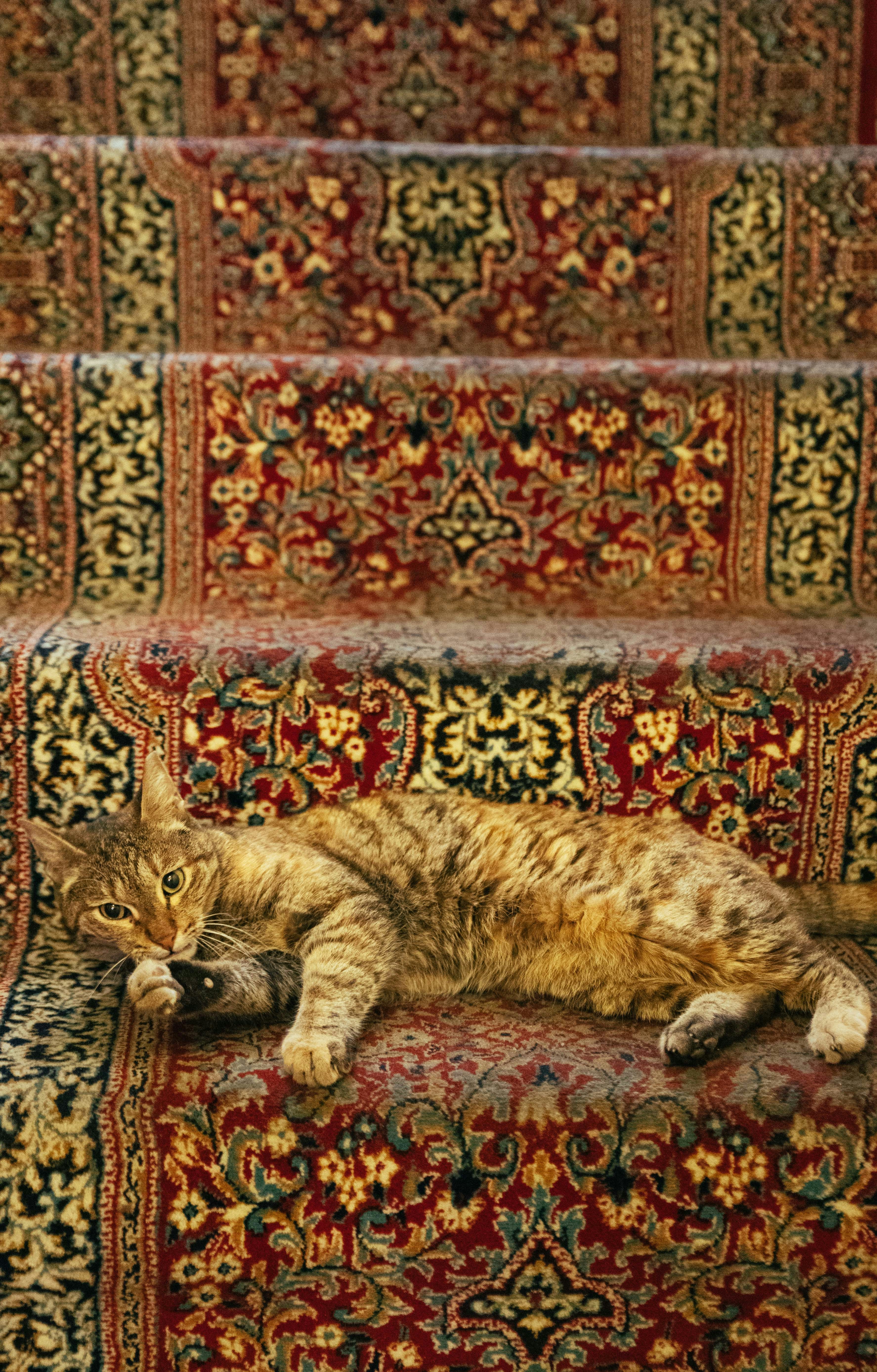 Persian - The Glamorous Royalty (image credits: unsplash)