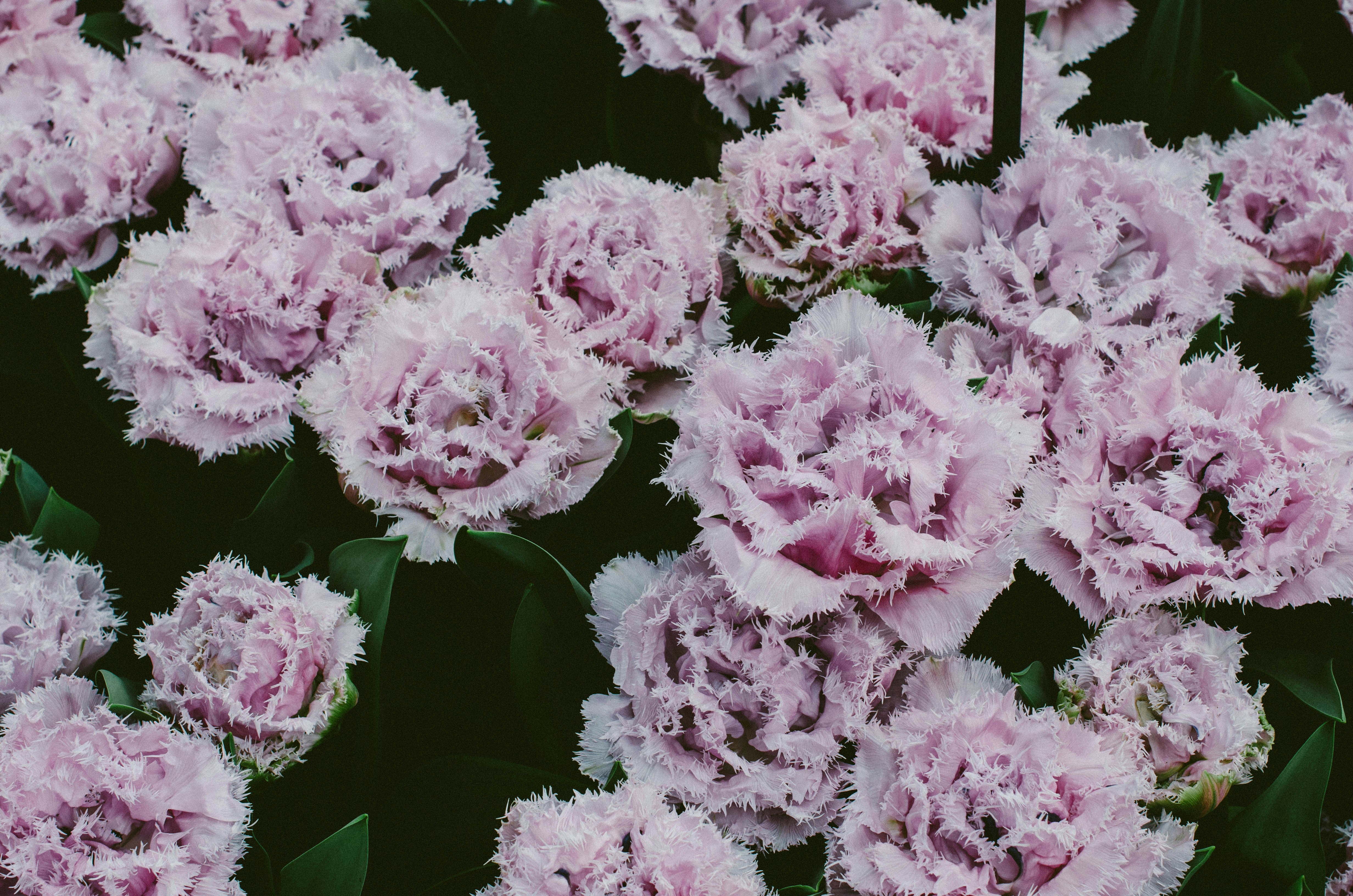 Photo by nika_benedictova