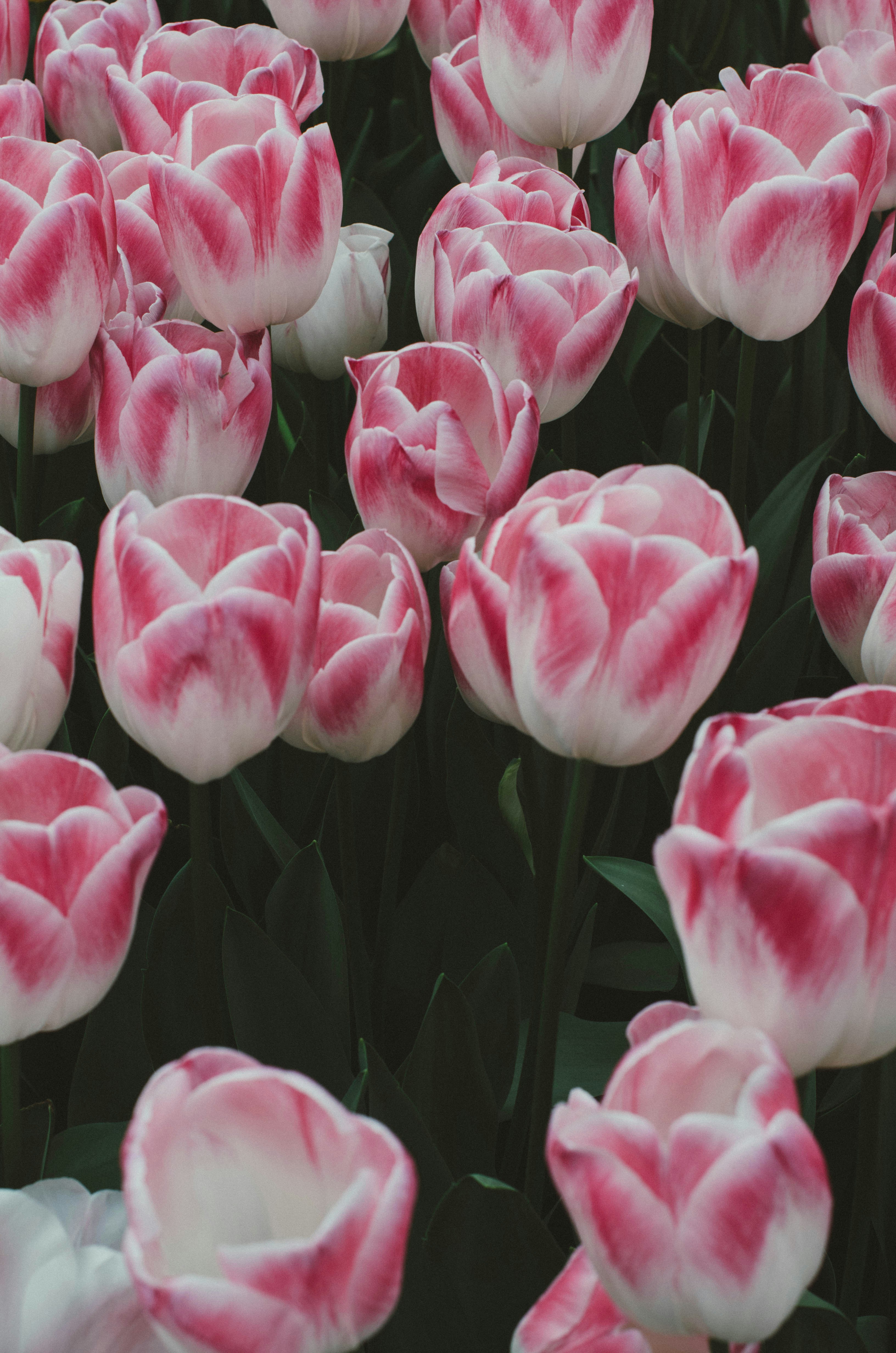 Photo by nika_benedictova