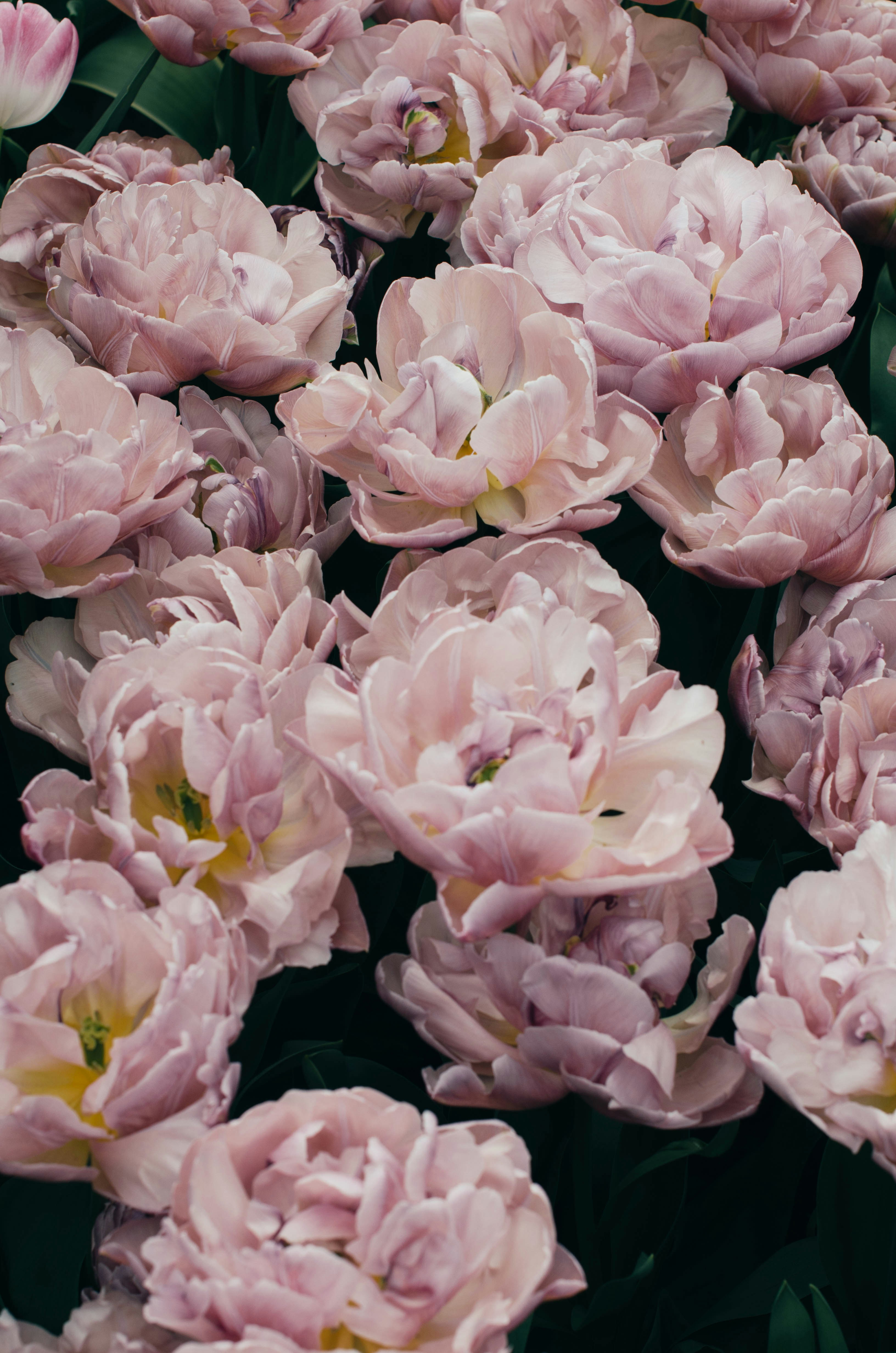 Photo by nika_benedictova