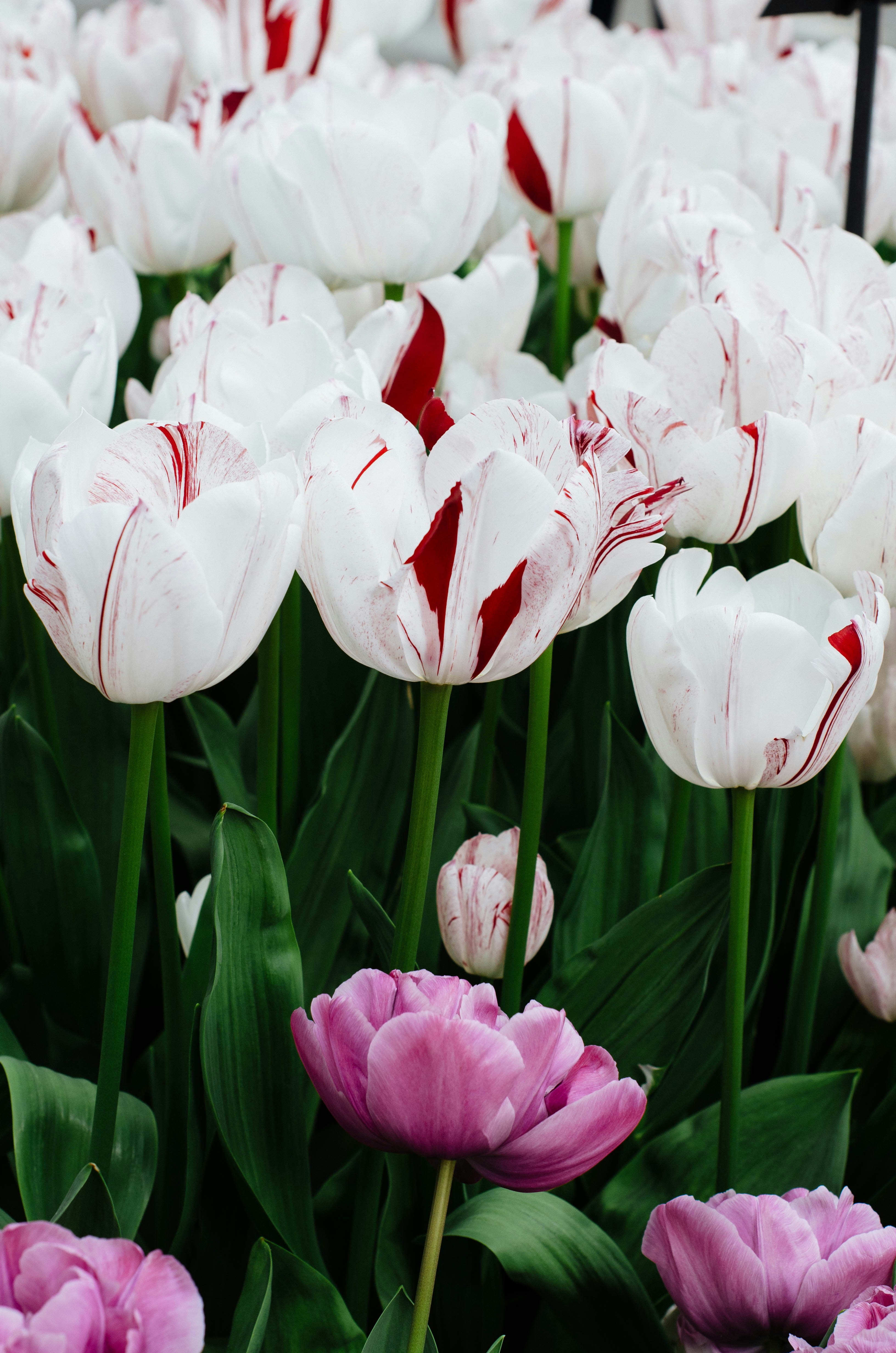 Photo by nika_benedictova