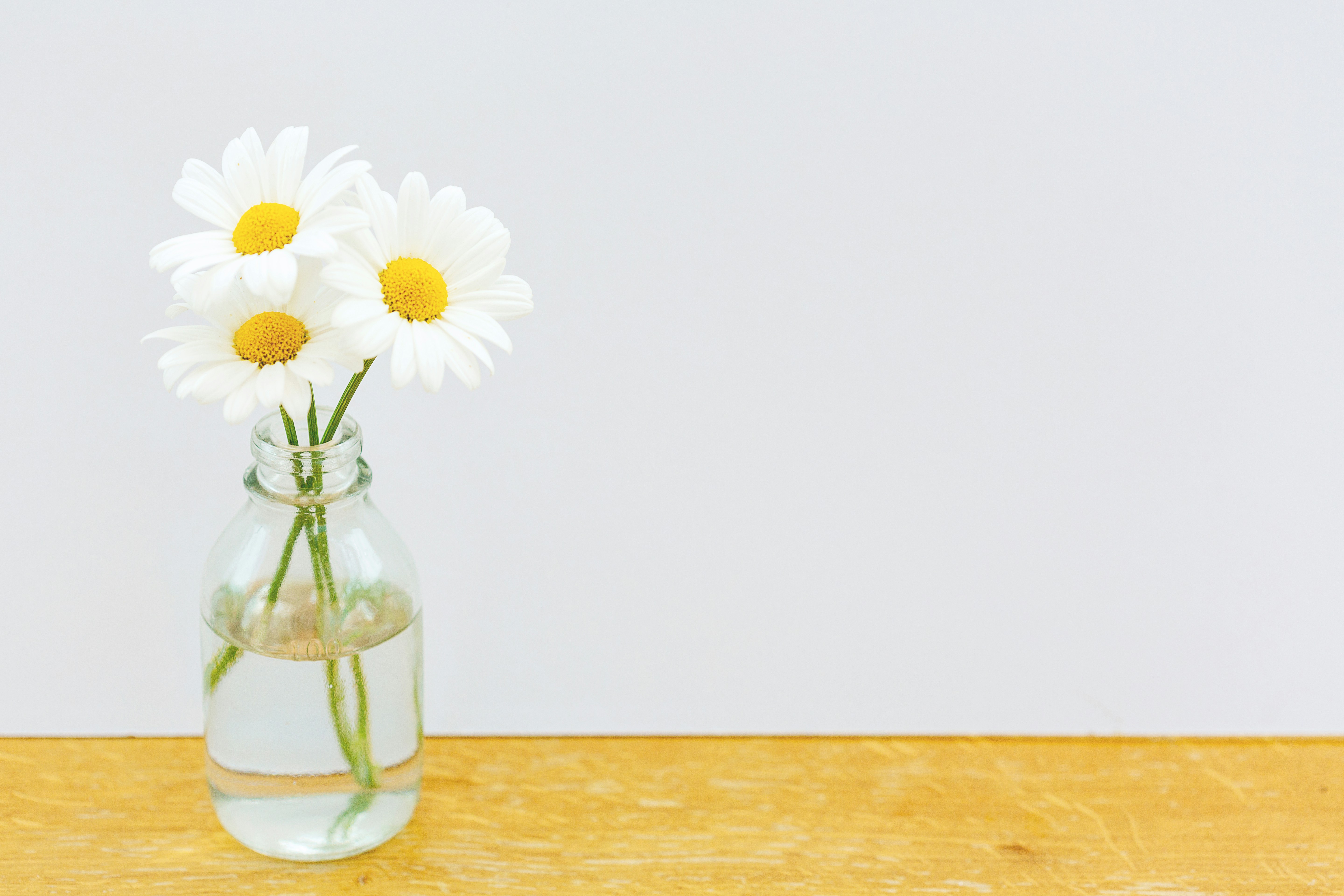 白い花が入った白い花瓶の写真 – Unsplashの花の無料画像