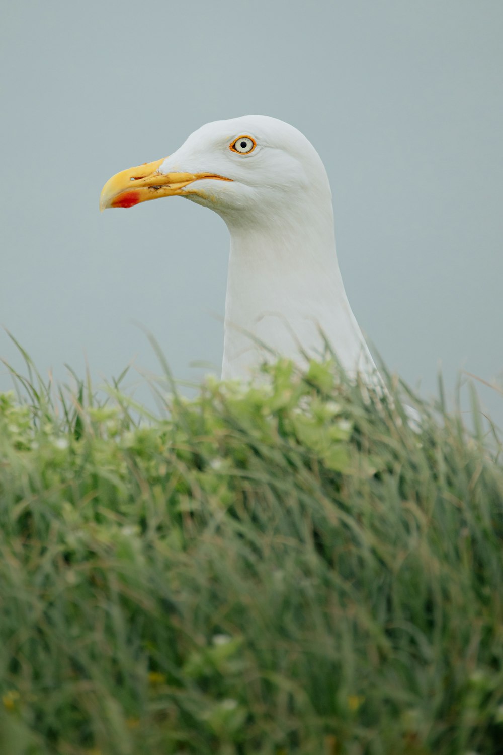 a white bird with a yellow beak sitting in the grass