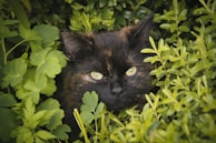 A sleek black cat with bright green eyes peeking curiously from behind a houseplant.
