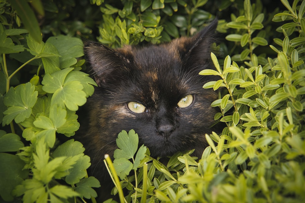 a close up of a cat in a bush